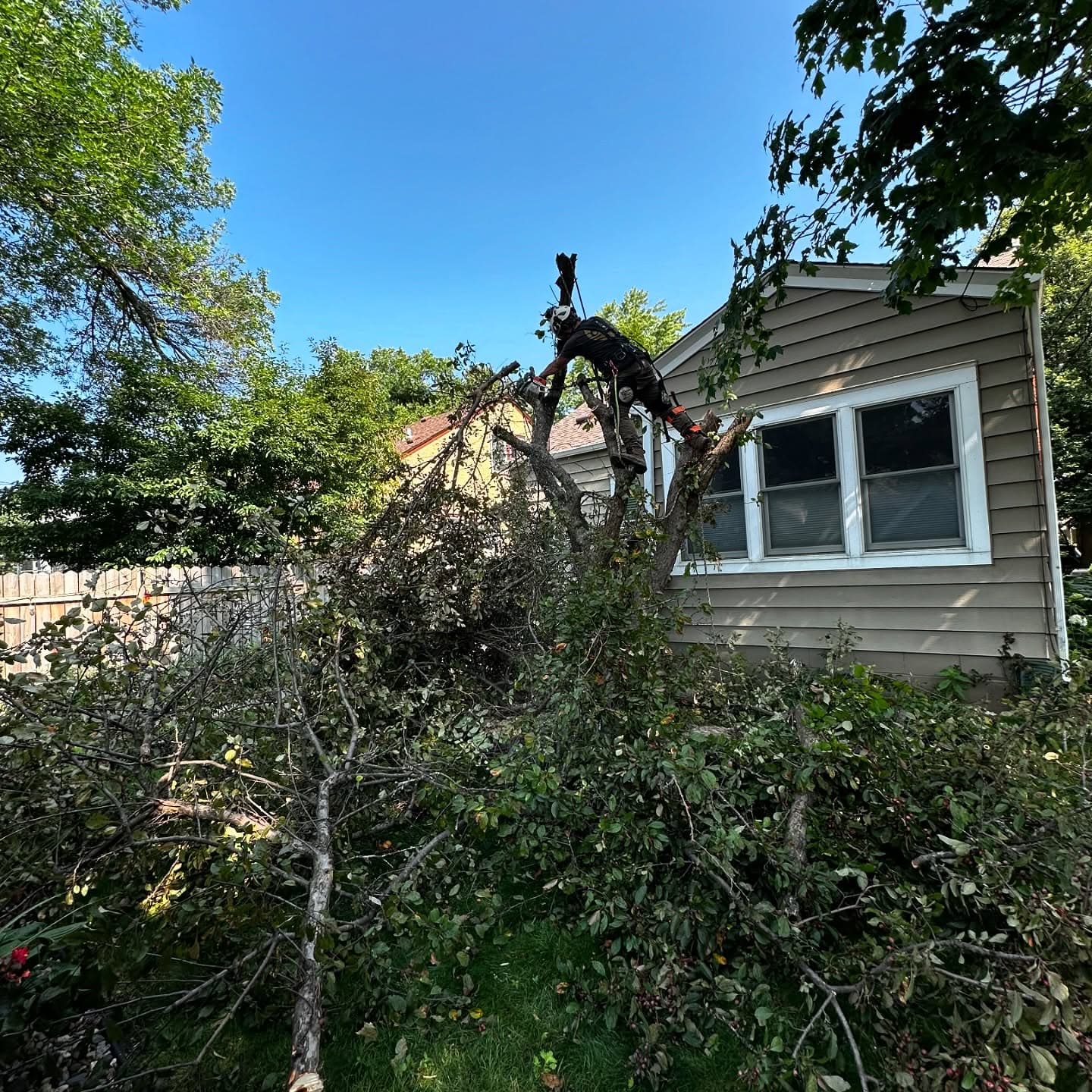 Tree trimming near a house, with branches on the ground and clear blue sky above.