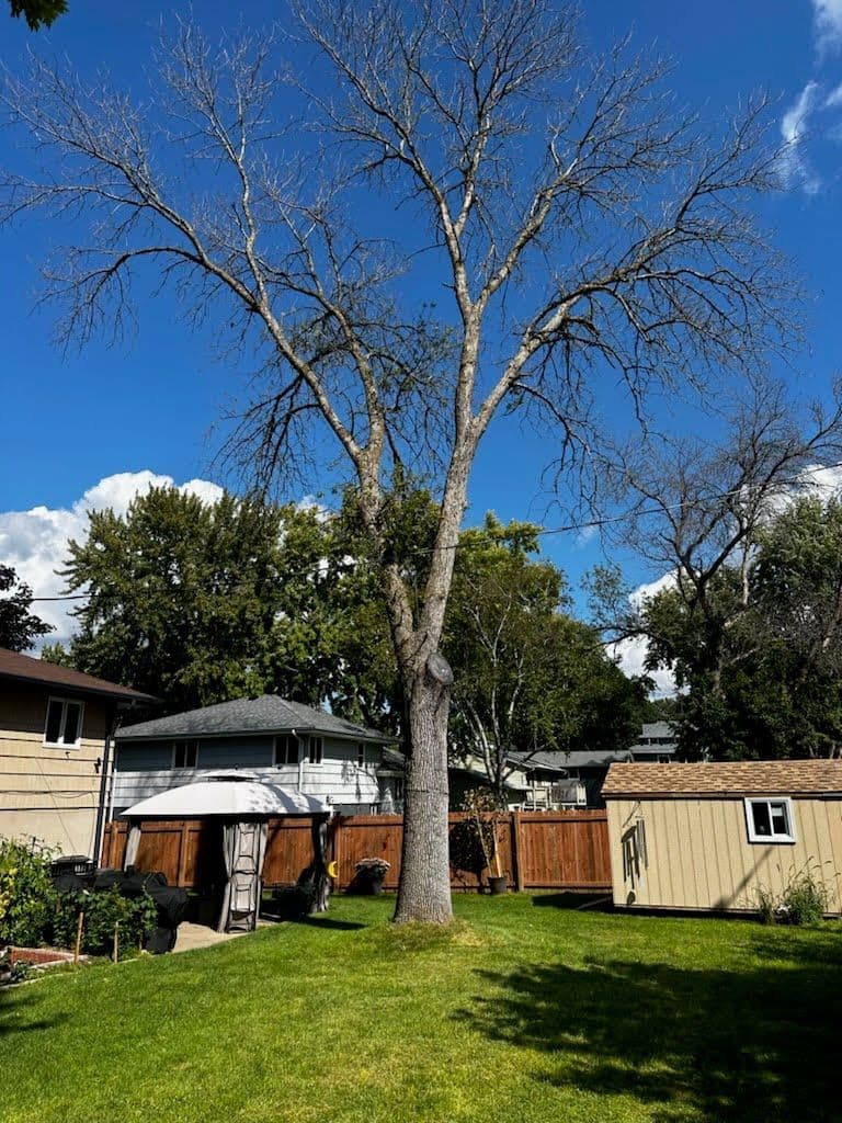 Leafless tree in a backyard with blue sky and neighboring houses visible.