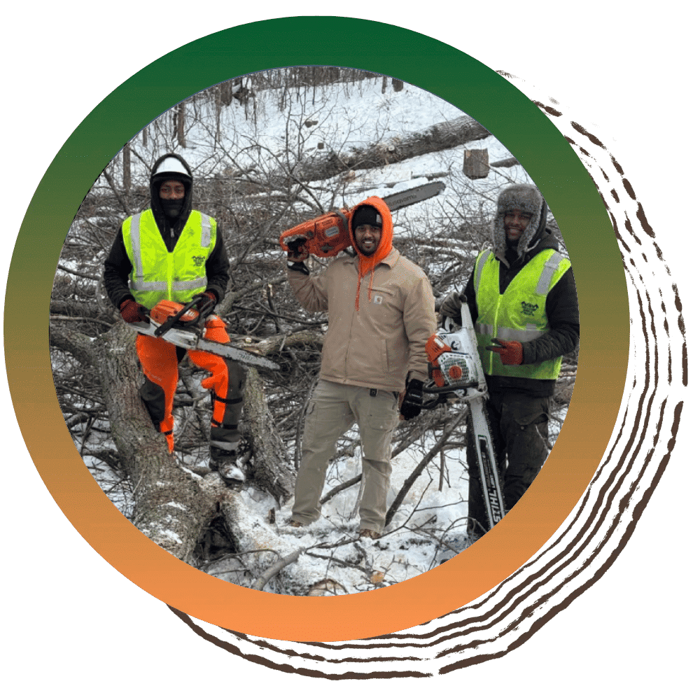 About A1 Tree & Stump Removal