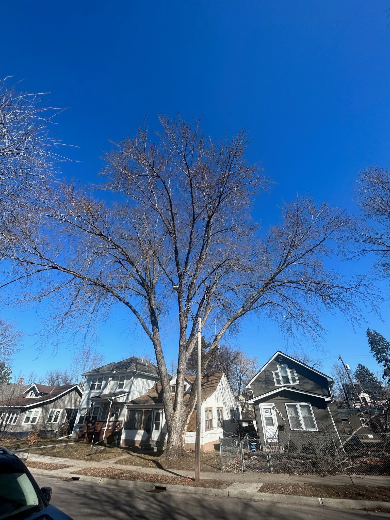 Winter scene featuring a leafless tree in front of residential homes and a clear blue sky.